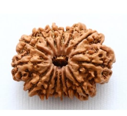 Chaudha Mukhi Rudraksha