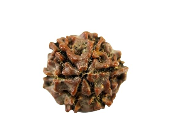 Chah Mukhi Rudraksha