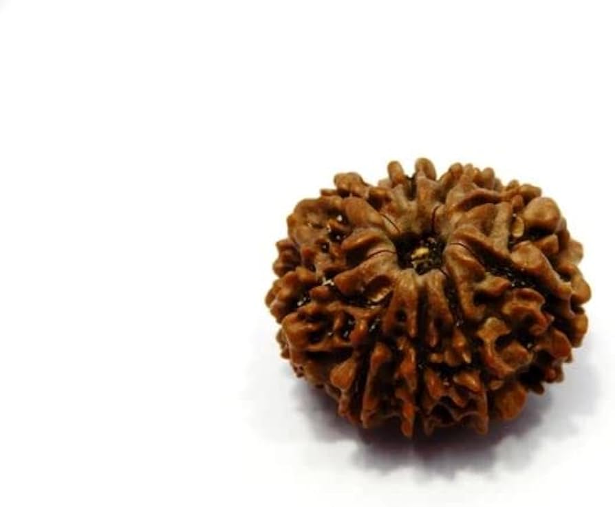 nau mukhi rudraksha