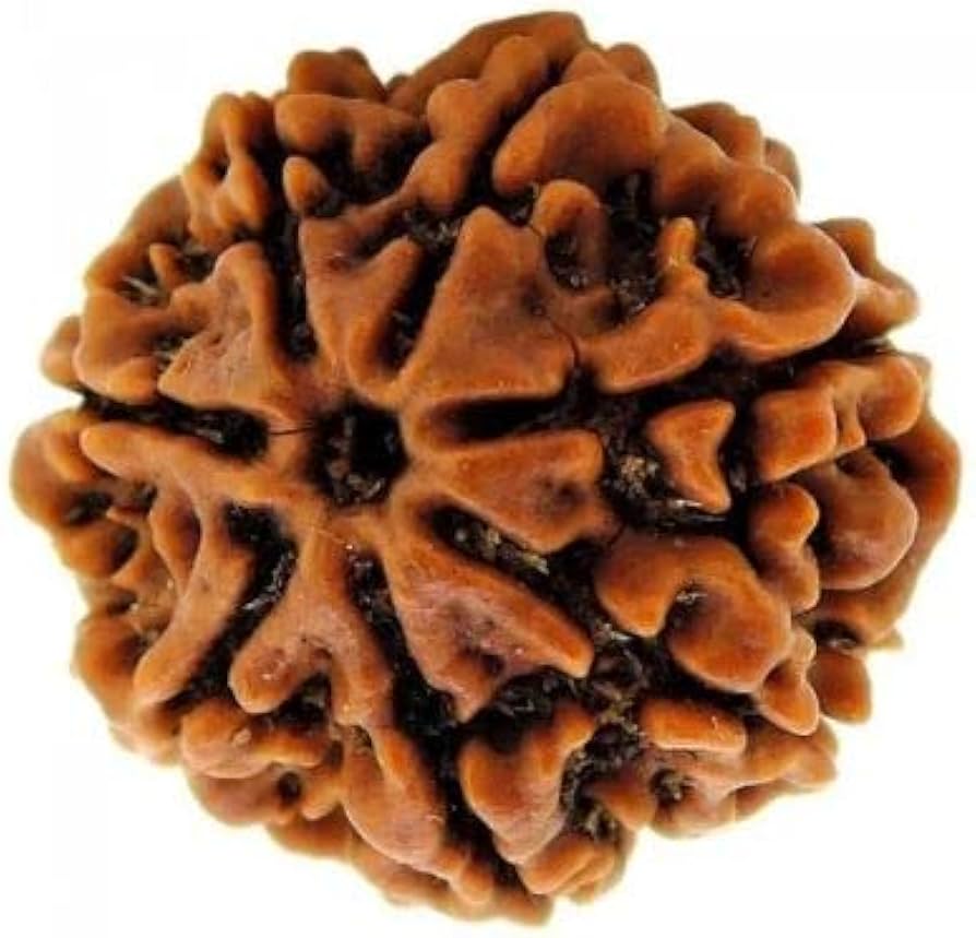 saat mukhi rudraksha